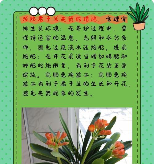 君子兰夏季养护难题？如何在夏季保持君子兰的健康？