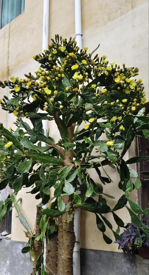 桃花坞仙人掌树怎么种？长杆仙人掌种植方法是什么？