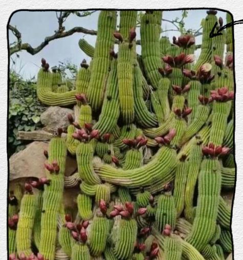 桃花坞仙人掌树怎么种？长杆仙人掌种植方法是什么？