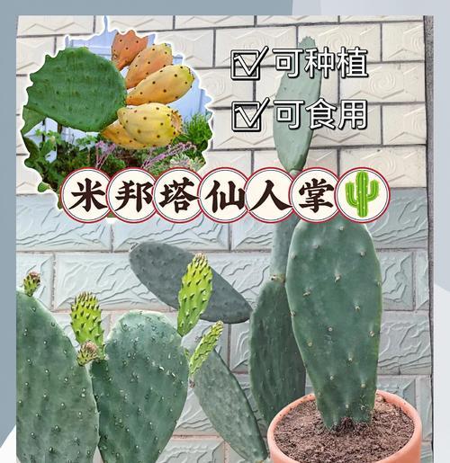 桃花坞仙人掌树怎么种？长杆仙人掌种植方法是什么？