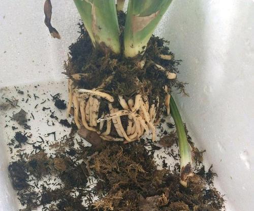 君子兰根部水苔发黄怎么办？如何处理？