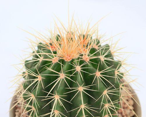 仙人球盆景植物怎么养？需要哪些特别的养护方法？