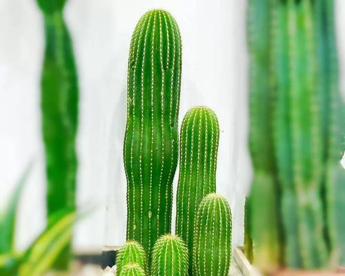 仙人球盆景植物怎么养？需要哪些特别的养护方法？
