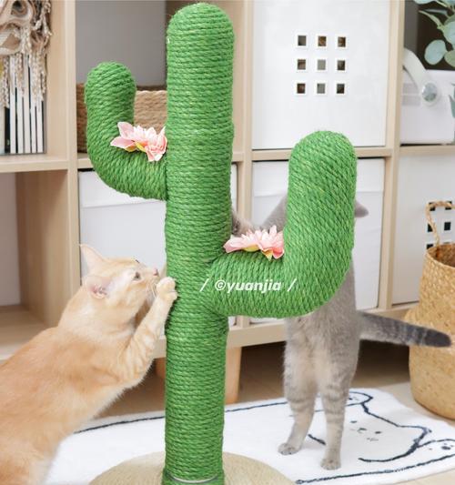 斗猫绿毛仙人掌怎么养活？有哪些养护要点？