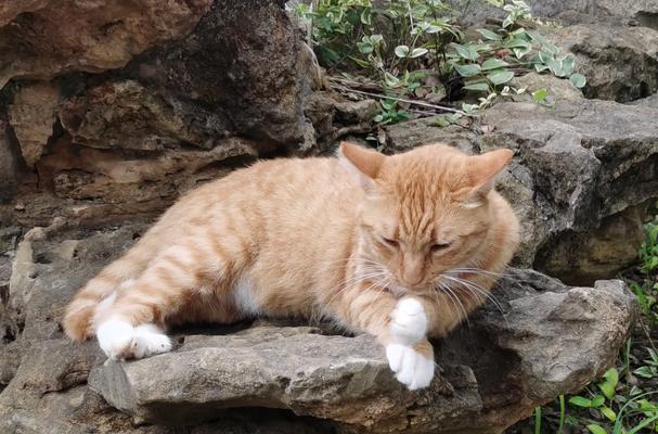 斗猫绿毛仙人掌怎么养活？有哪些养护要点？