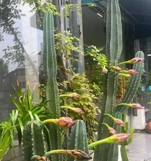 仙人掌红帝龙怎么养殖的？有哪些特别的养护方法？