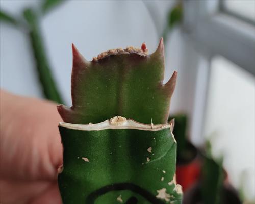 仙人掌红帝龙怎么养殖的？有哪些特别的养护方法？