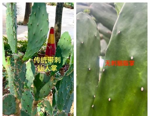 仙人掌冻了怎么养回来的？有哪些恢复措施？