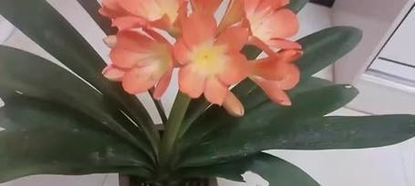 君子兰暴龙品种的特征欣赏简单？有哪些显著特点？