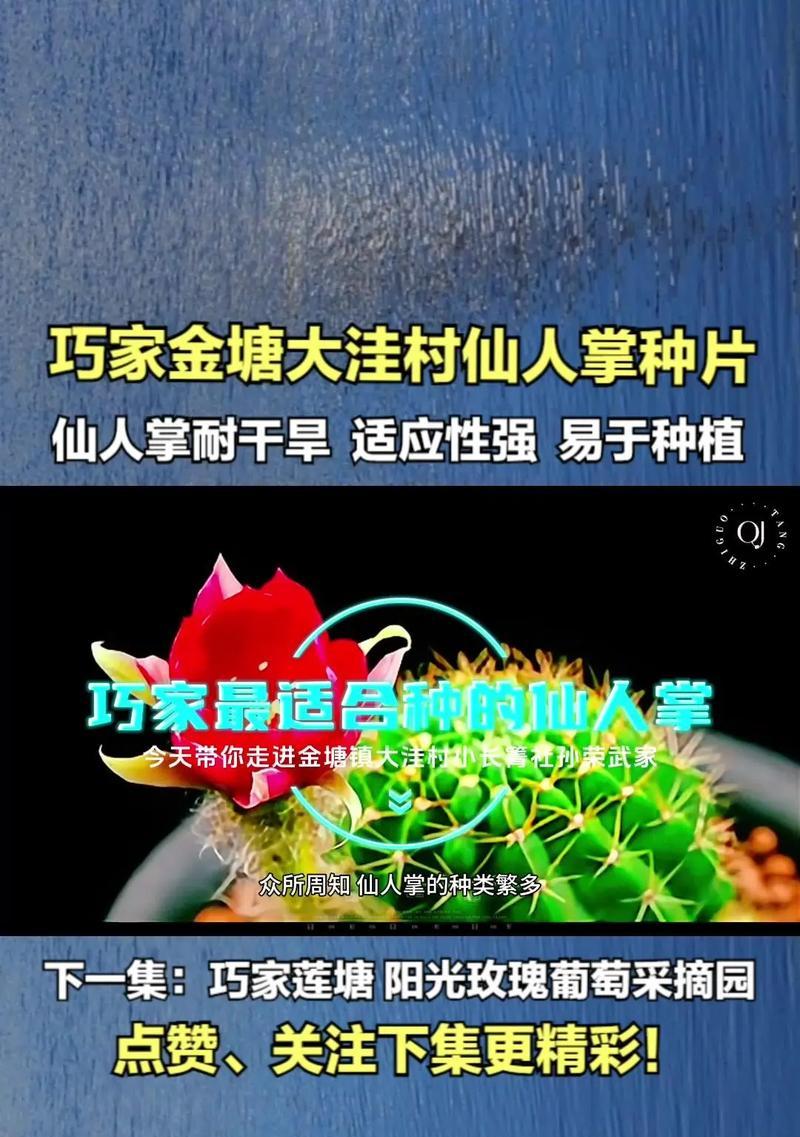 楼上的仙人掌怎么种植的？有哪些步骤和注意事项？