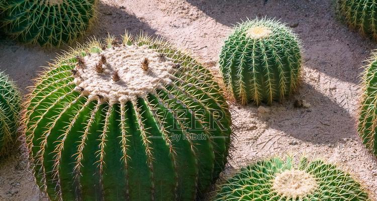楼上的仙人掌怎么种植的？有哪些步骤和注意事项？