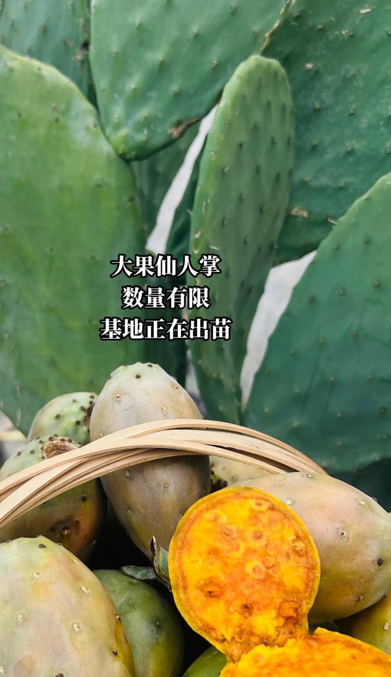 楼上的仙人掌怎么种植的？有哪些步骤和注意事项？