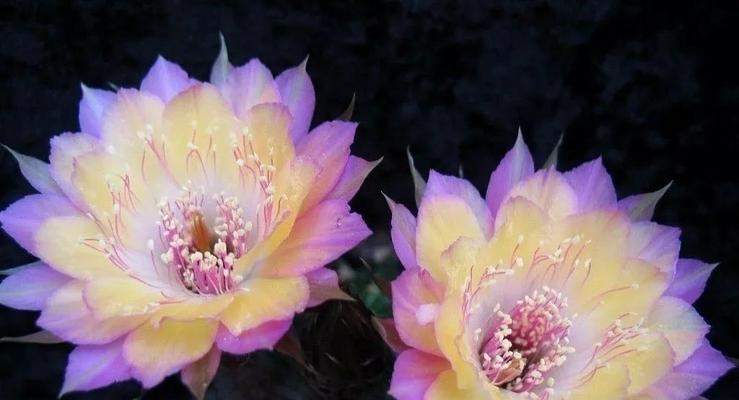 萤火虫仙人球怎么养？需要哪些特别的养护技巧？