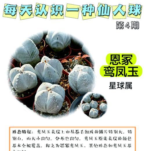 萤火虫仙人球怎么养？需要哪些特别的养护技巧？