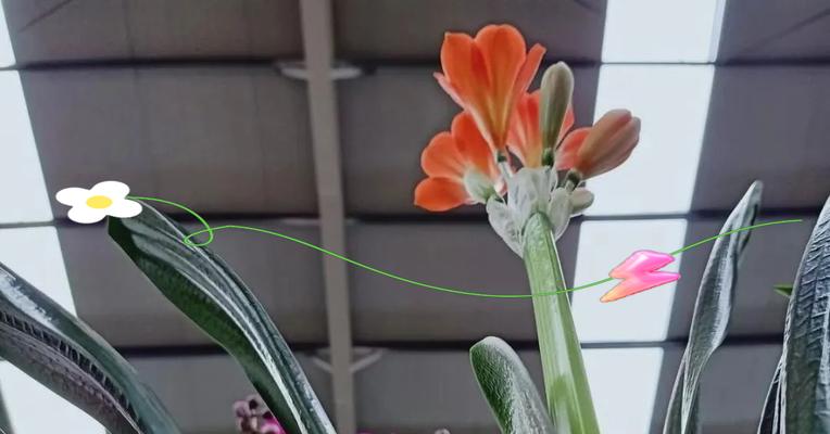 君子兰黄金童子怎么养护和管理？有哪些要点？