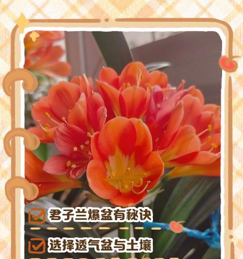 君子兰苗五棵能开花吗怎么养？有哪些养护技巧？
