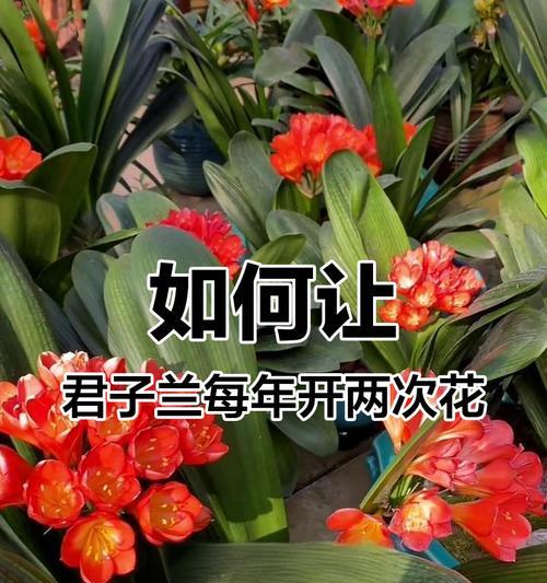 君子兰苗五棵能开花吗怎么养？有哪些养护技巧？