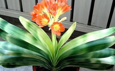 君子兰苗五棵能开花吗怎么养？有哪些养护技巧？