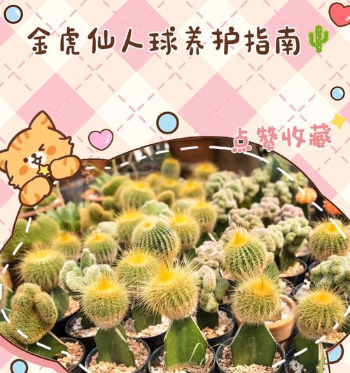 黄绿皮的仙人球怎么养护？有哪些特别的养护方法？