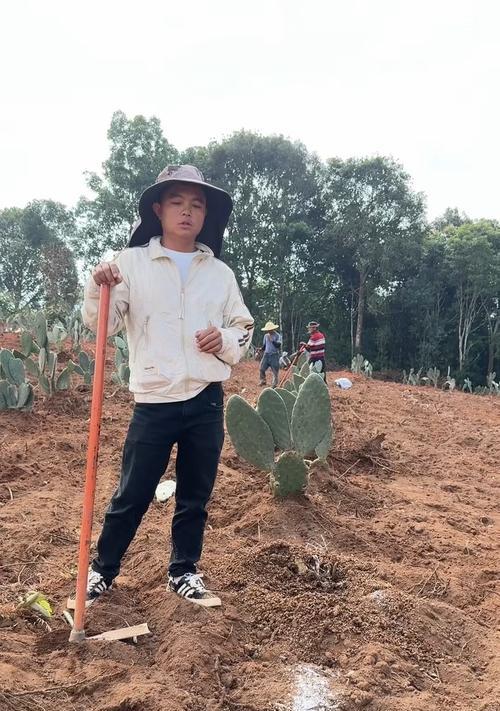 带回家的仙人掌种植步骤是什么？