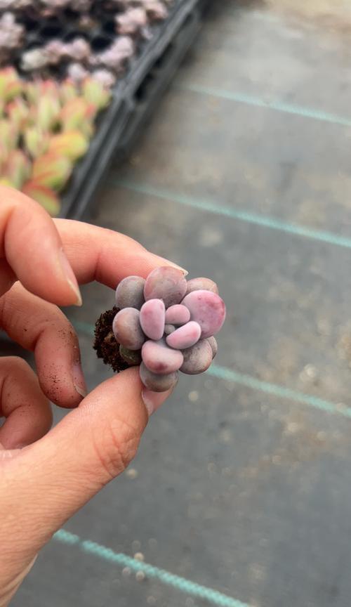 带回家的仙人掌种植步骤是什么？