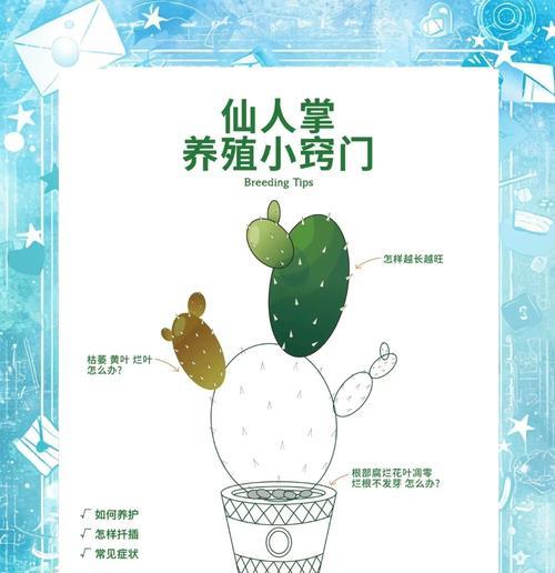 带回家的仙人掌种植步骤是什么？