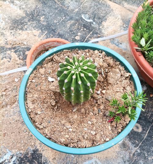 超小盆中种植仙人球的正确方法？