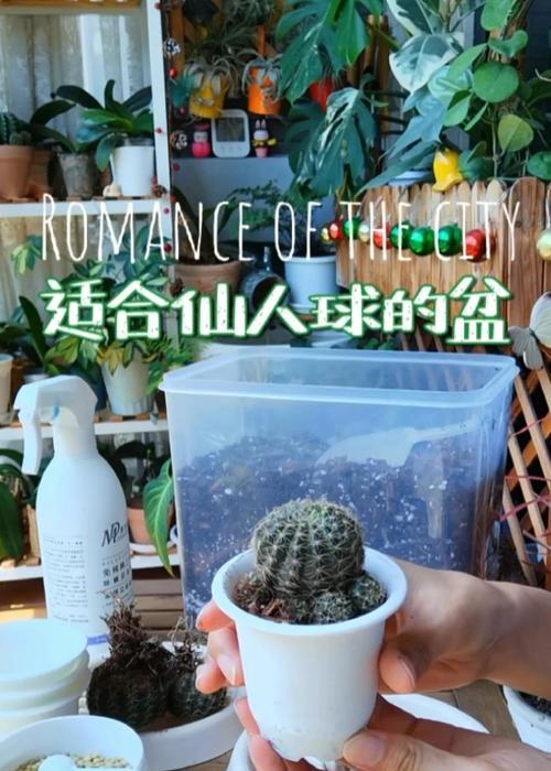 超小盆中种植仙人球的正确方法？