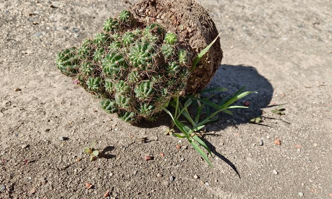 超小盆中种植仙人球的正确方法？