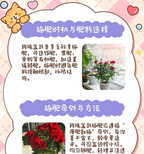 如何正确养护不带露珠的玫瑰花？