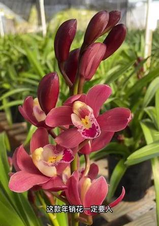 蓝宝石兰花带花苞时的养护要点？