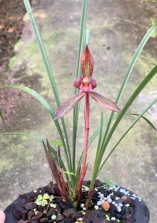 蓝宝石兰花带花苞时的养护要点？