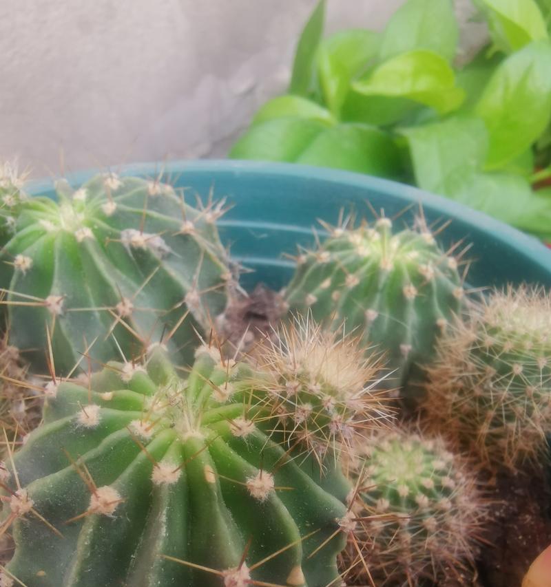 仙人球浇水过多的挽救措施是什么？