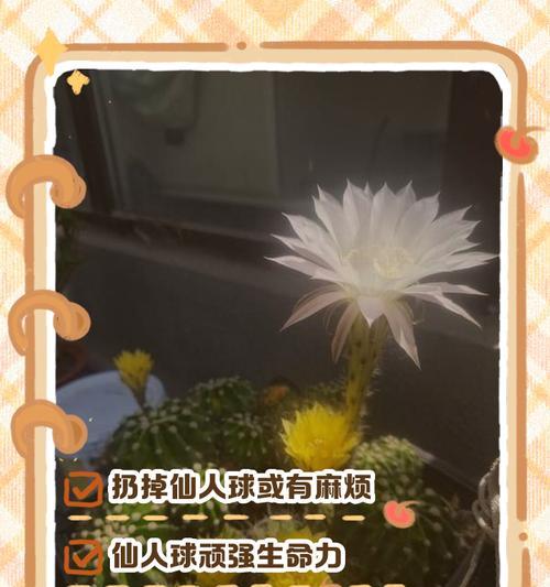 仙人球浇水过多的挽救措施是什么？
