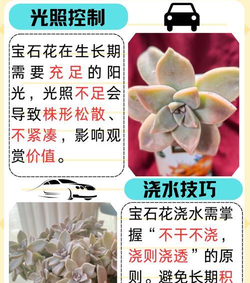 蓝宝石兰花的养护与管理方法？