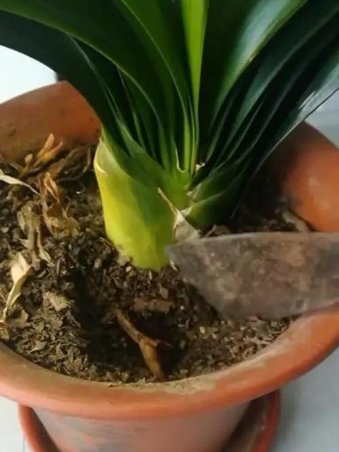君子兰开花时倒盆的正确处理方法？