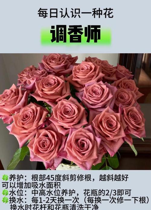 如何恢复和养护凋谢的玫瑰花？