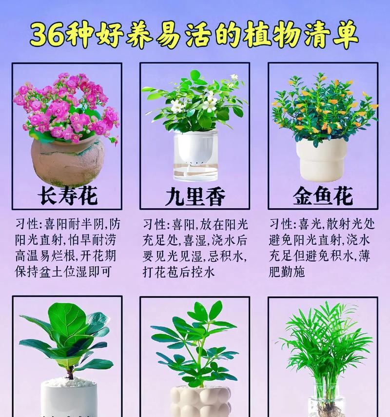三棵君子兰合栽一盆的养护技巧？