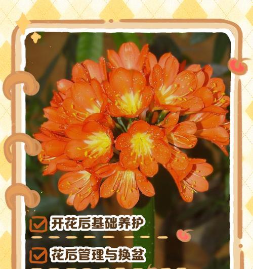 君子兰在超大高档花盆中的养护方法？