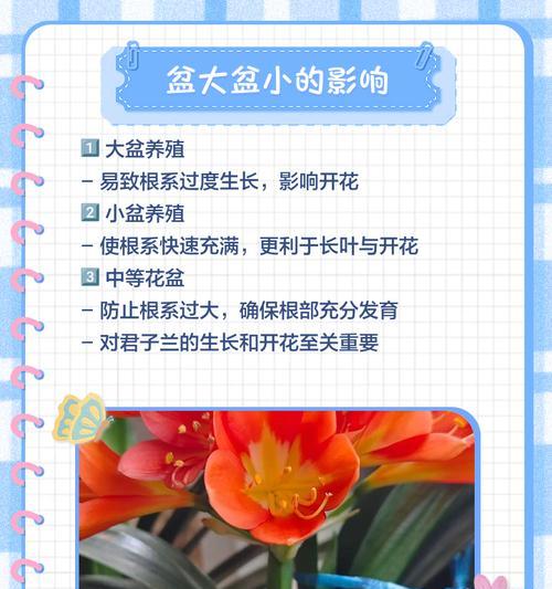 君子兰在超大高档花盆中的养护方法？