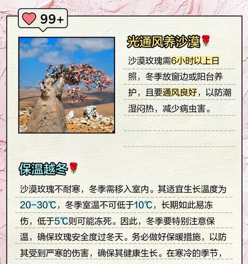 玫瑰花受冷后的正确养护措施是什么？