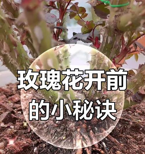 玫瑰花受冷后的正确养护措施是什么？