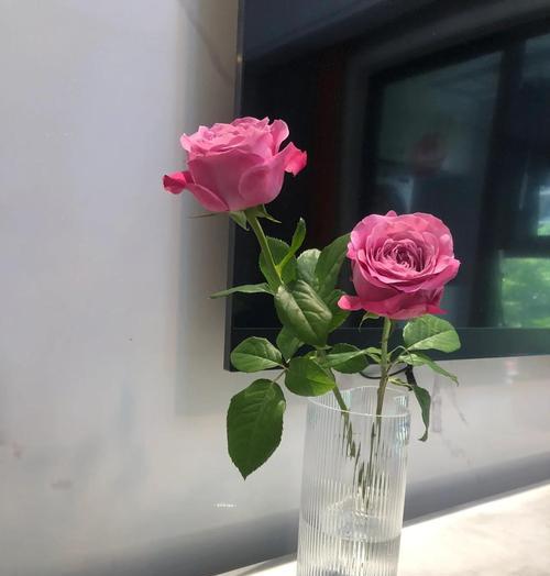 玫瑰花受冷后的正确养护措施是什么？