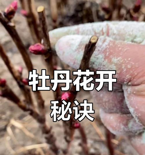 牡丹花冬季施肥的最佳方法是什么？