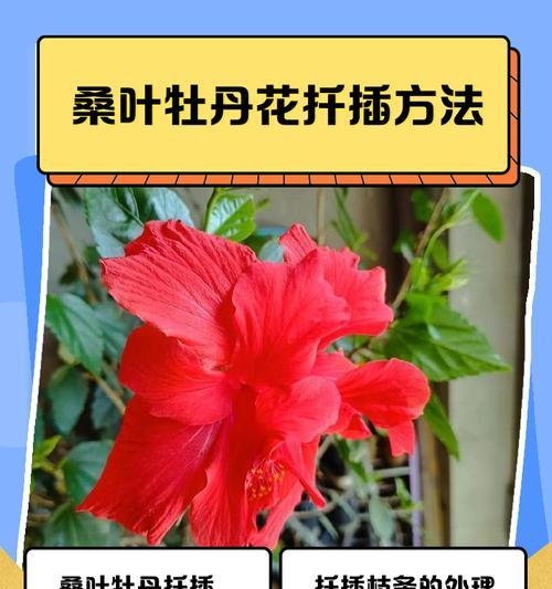 牡丹花冬季施肥的最佳方法是什么？