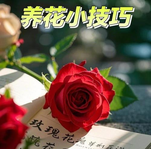 蚂蚁开了小花玫瑰花的养护方法是什么？