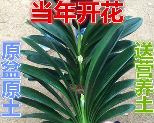 大型君子兰有哪些常见品种？
