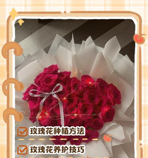 大盘玫瑰花的正确养护方式是什么？