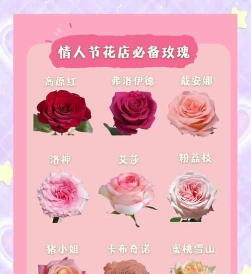 不同品种玫瑰的花语有何含义？