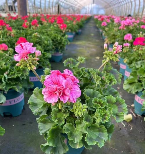 什么花象征着美好开始？它的花语是什么？